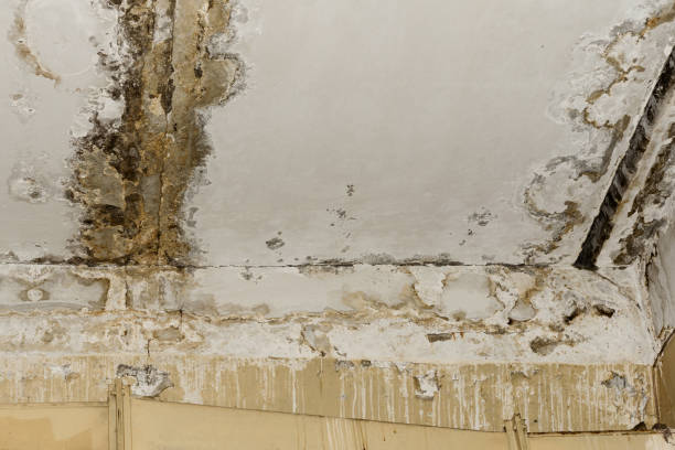 Best Crawl Space Mold Remediation  in Ferron, UT