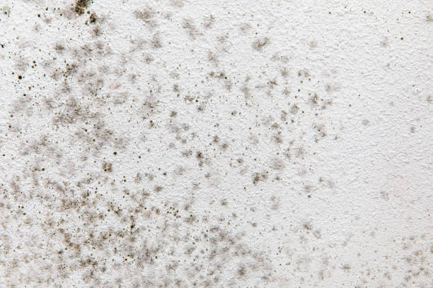Best Environmental Consulting for Mold Prevention  in Ferron, UT