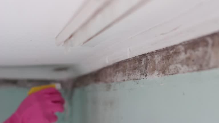 Best Comprehensive Air Testing for Mold Contaminants  in Ferron, UT
